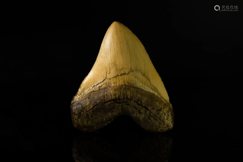 Megalodon Giant Shark Tooth Replica