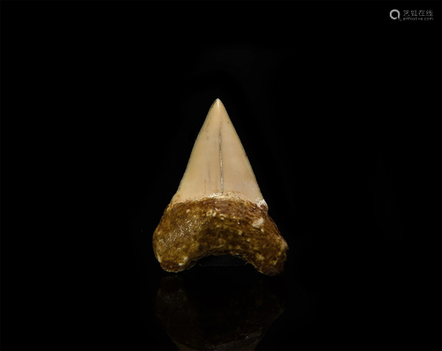 Fossil Cosmopolitodus Shark Tooth