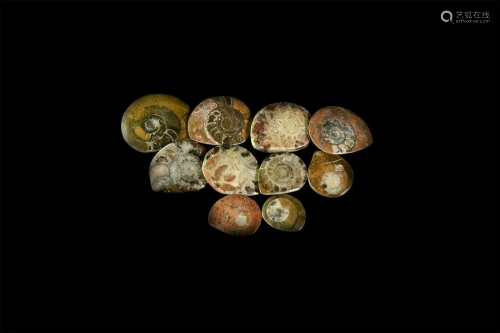 10 Polished Fossil Ammonite Specimens
