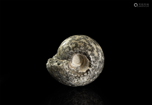 British Cadoceras Sublaeve Ammonite