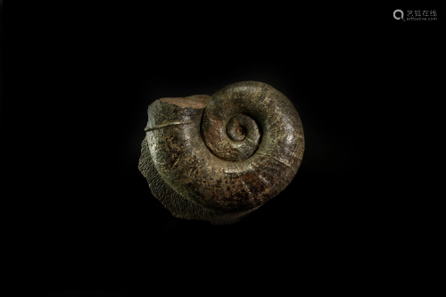 Large French Lytoceras Fossil Ammonite