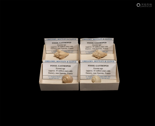 Historic Fossil Gastropod Specimen Collection