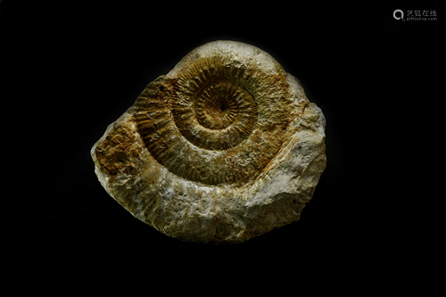 British Fossil Stephanoceras Ammonite Displ…