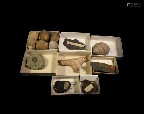 Historic British and Other Fossil Collection