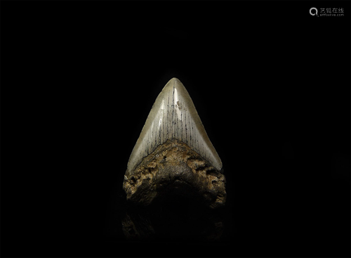 Megalodon Fossil Giant Shark Tooth