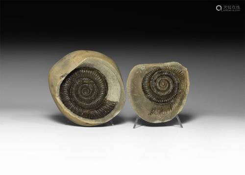 British Whitby Jurassic Ammonite in Nodule