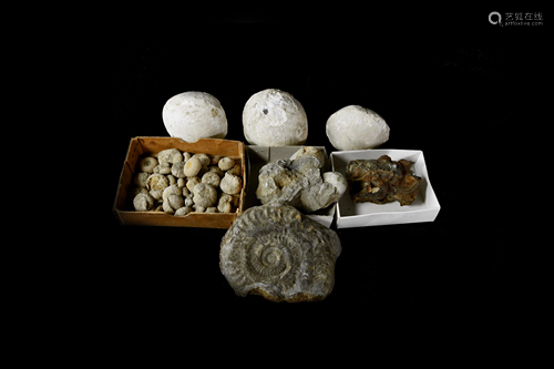 Historic British and Other Fossil Collection