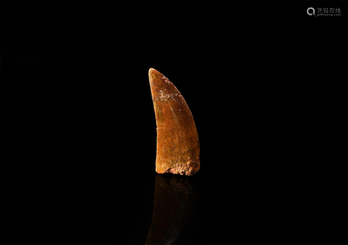 Fossil Bahariasaurus Dinosaur Tooth