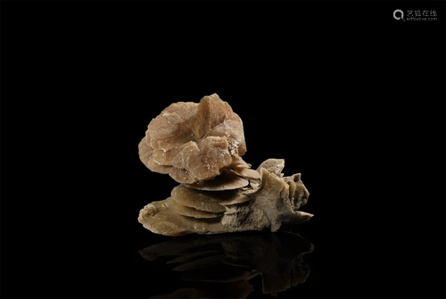 Desert Rose Mineral Specimen Group