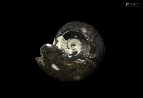 Polished Sporadoceras Fossil Goniatite