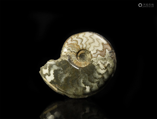 British Polished Eparitites Fossil Ammonite