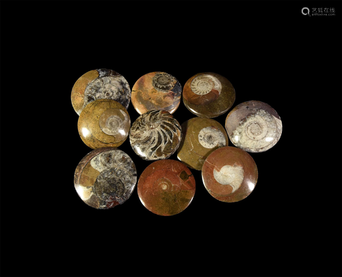 10 Polished Fossil Ammonite Specimens