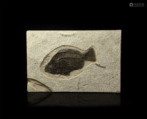 Fossil Priscacara Liops Fish