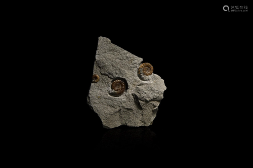 British Promicroceras Fossil Ammonite Display