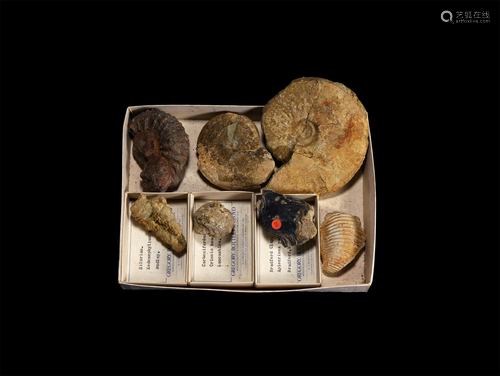 Historic British Fossil Collection