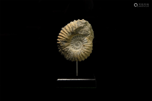 Acanthoceras Fossil Ammonite