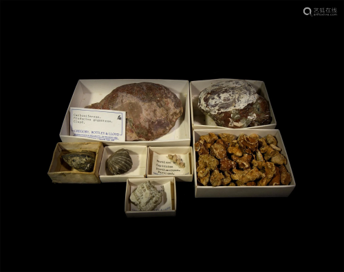 Historic British and Other Fossil Collection