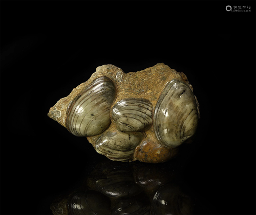 British Polished Cardinia Bivalve Fossil Display