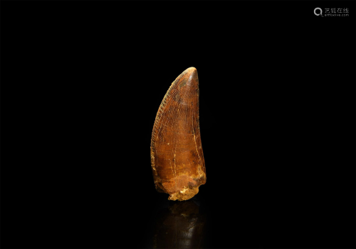 Fossil African 'T-Rex' Dinosaur Tooth