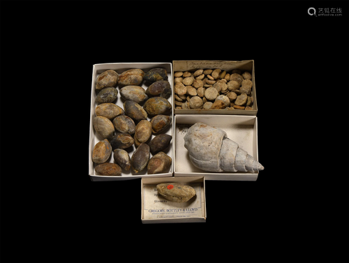 Historic British Fossil Collection