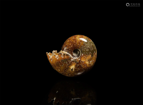 Polished Desmoceras Fossil Ammonite