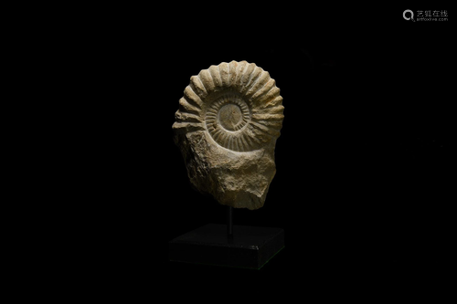 Acanthoceras Fossil Ammonite