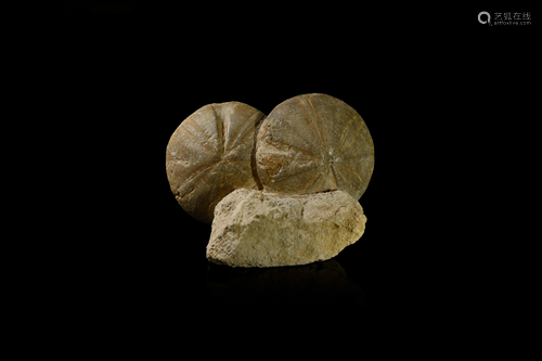 Fossil Clypeus Sea Urchin Display