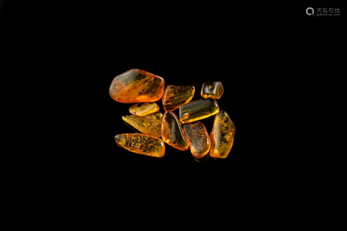 Insects in Baltic Amber Group