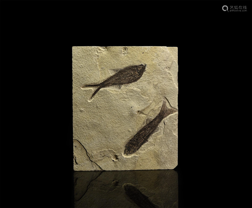 Mioplosus and Diplomystus Fossil Fish in Matrix