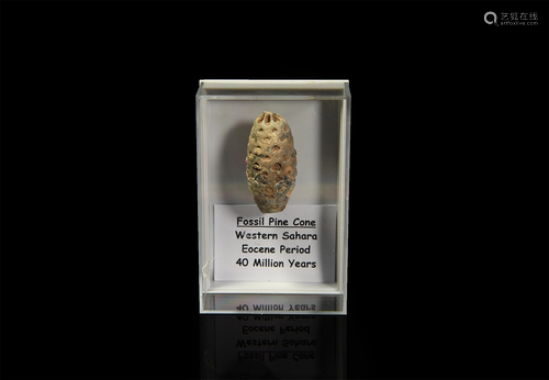 Fossil Pinecone