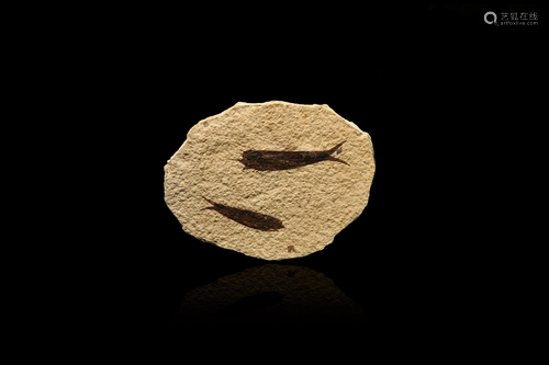 Knightia Fossil Fish