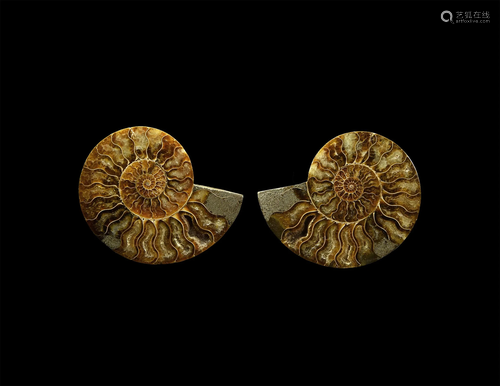 Cut and Polished Fossil Ammonite Pair