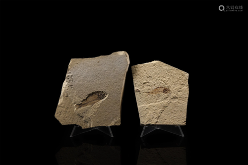 Fossil Knightia Fish Specimen Pair