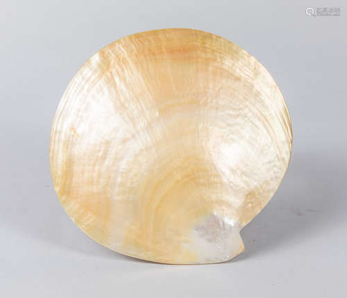 Large Decorated  Sea Pearl Shell Dish