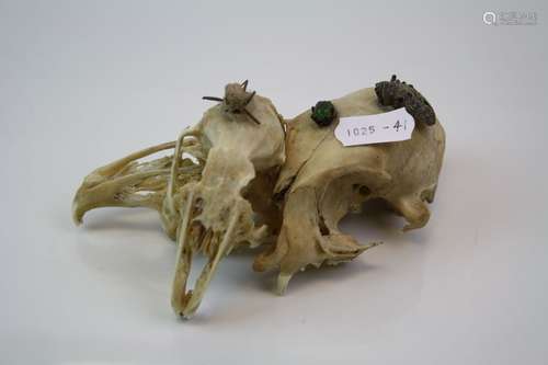 Three Animals skulls with three applied bugs.