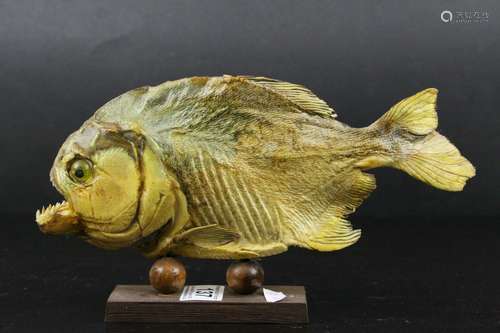 Taxidermy Piranha Fish mounted on a Wooden Stand, 28cms long