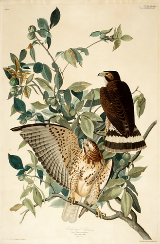 1830 Audubon Broad-Winged Hawk Colored Aquatint