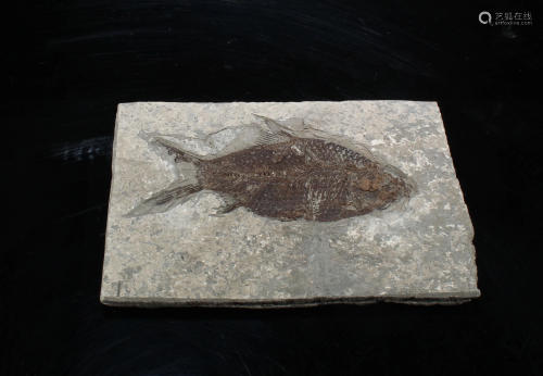 A Fish Fossil Rock
