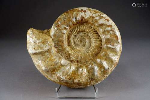 Grande Ammonite fossilisée de Madagascar.