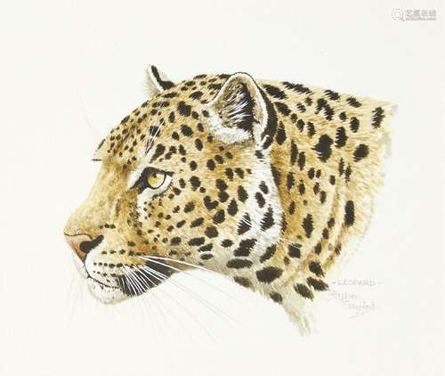 Stephen Gayford, British b.1954- Indian Tiger and Leopard; watercolours, two, 17x14.5cm and 14.