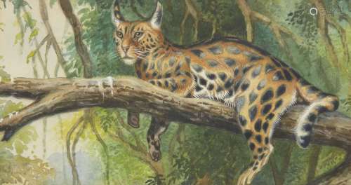 L Dundas, British School, early 20th century- Jaguar resting in a tree; watercolour heightened