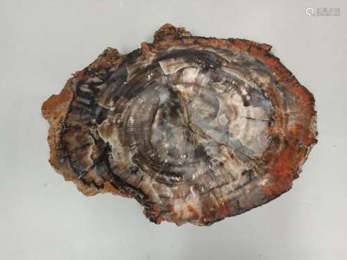 Plate of petrified (fossilized) wood. \n43x32x2.50 …