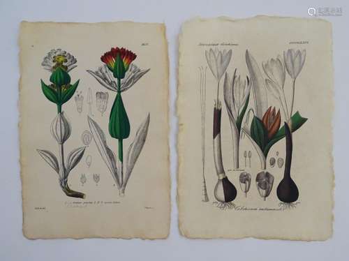 A pair of 20thC Botanical prints, depticting Spotted Gentian and Autumn Crocus, each stamped to