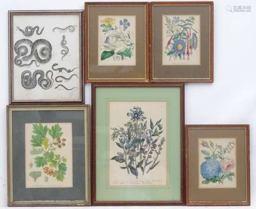 Six 19thC lithographs consisting of three botanical studies after Walter Hood Fitch (1817-1892),