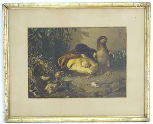 An ornithological print depicting birds / chicks in a landscape, titled under mount 'Who Are