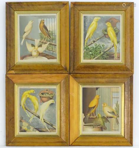 Four 19thC Ornithological prints from Cassell's illustrated book of Canaries and Cage Birds -