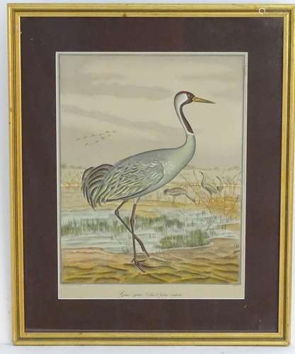 After V. Cioni, Hand coloured lithograph, The Common Crane (Grus grus), also known as the Eurasian