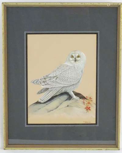 P Quinlan, XX, Ornithological School, Watercolour and gouache, A study of a snowy owl. Signed