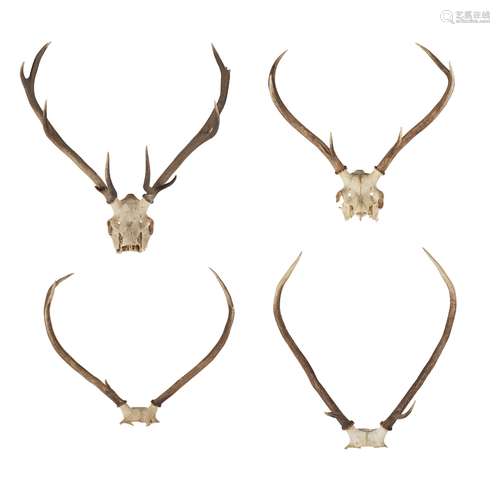 EIGHT SETS OF RED DEER ANTLERS