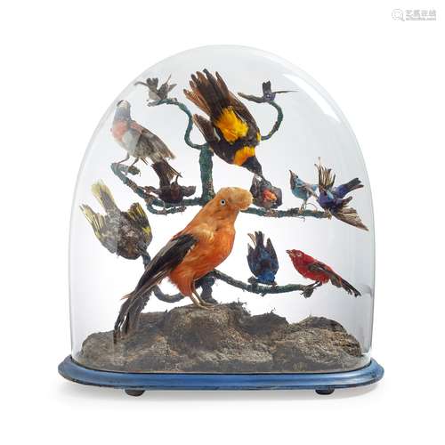 Y VICTORIAN TAXIDERMY BIRD DISPLAY 19TH CENTURY